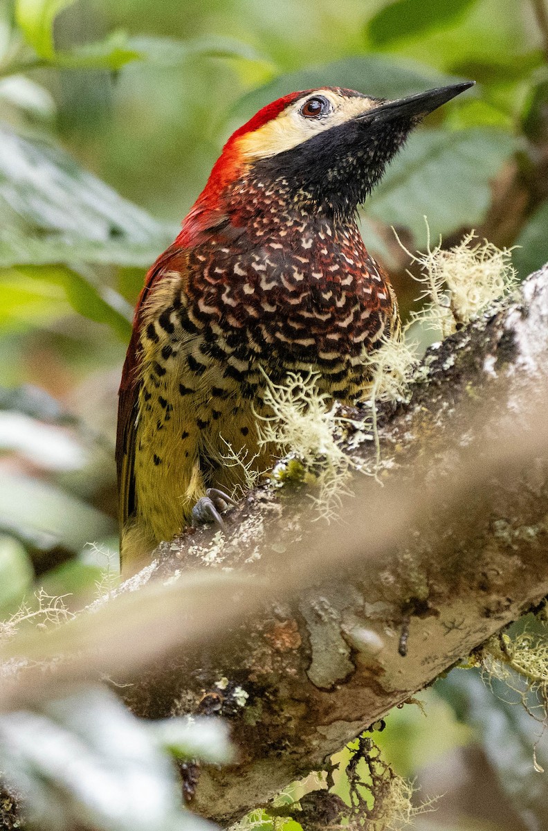Crimson-mantled Woodpecker - ML618576655
