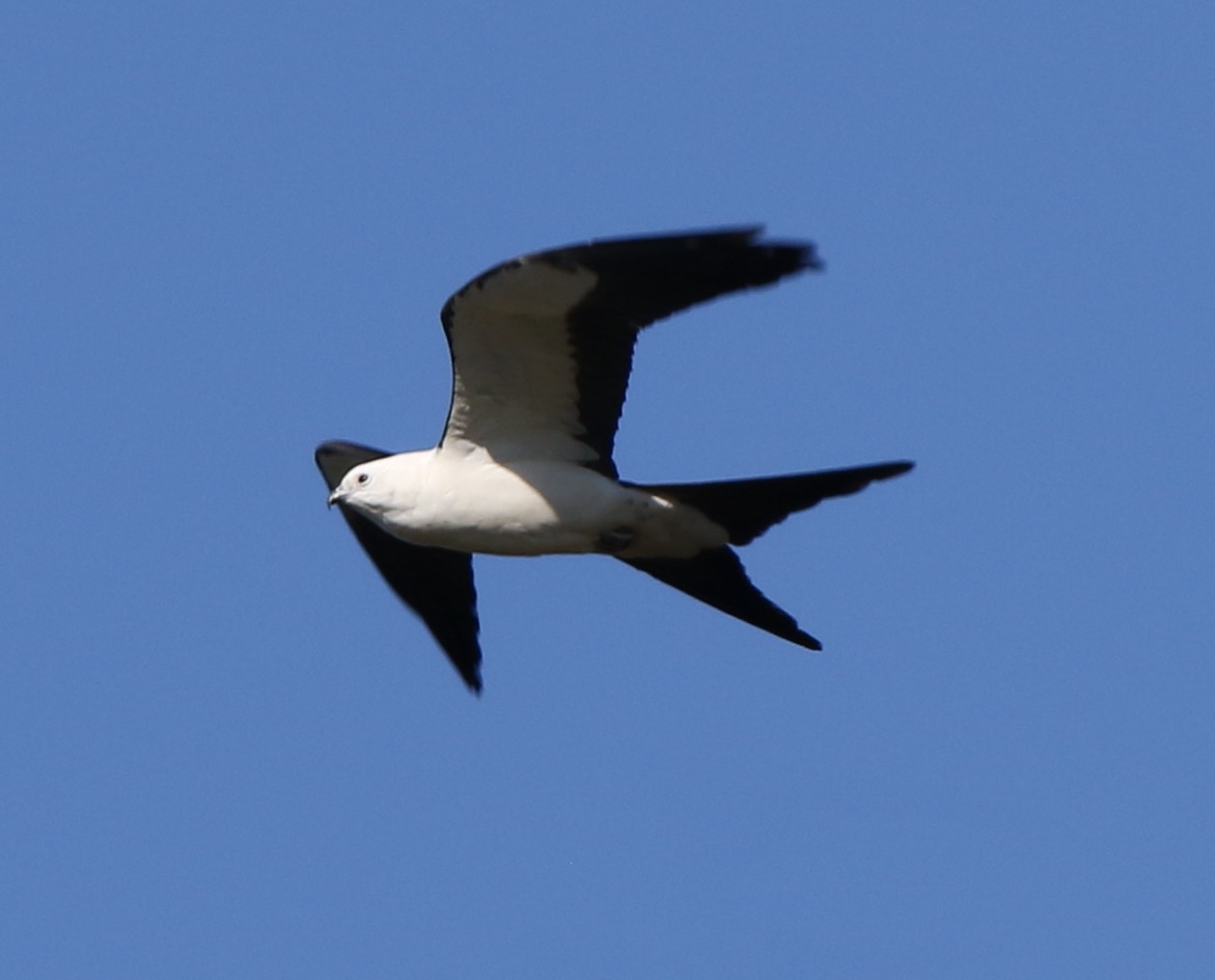 Swallow-tailed Kite - ML618576659