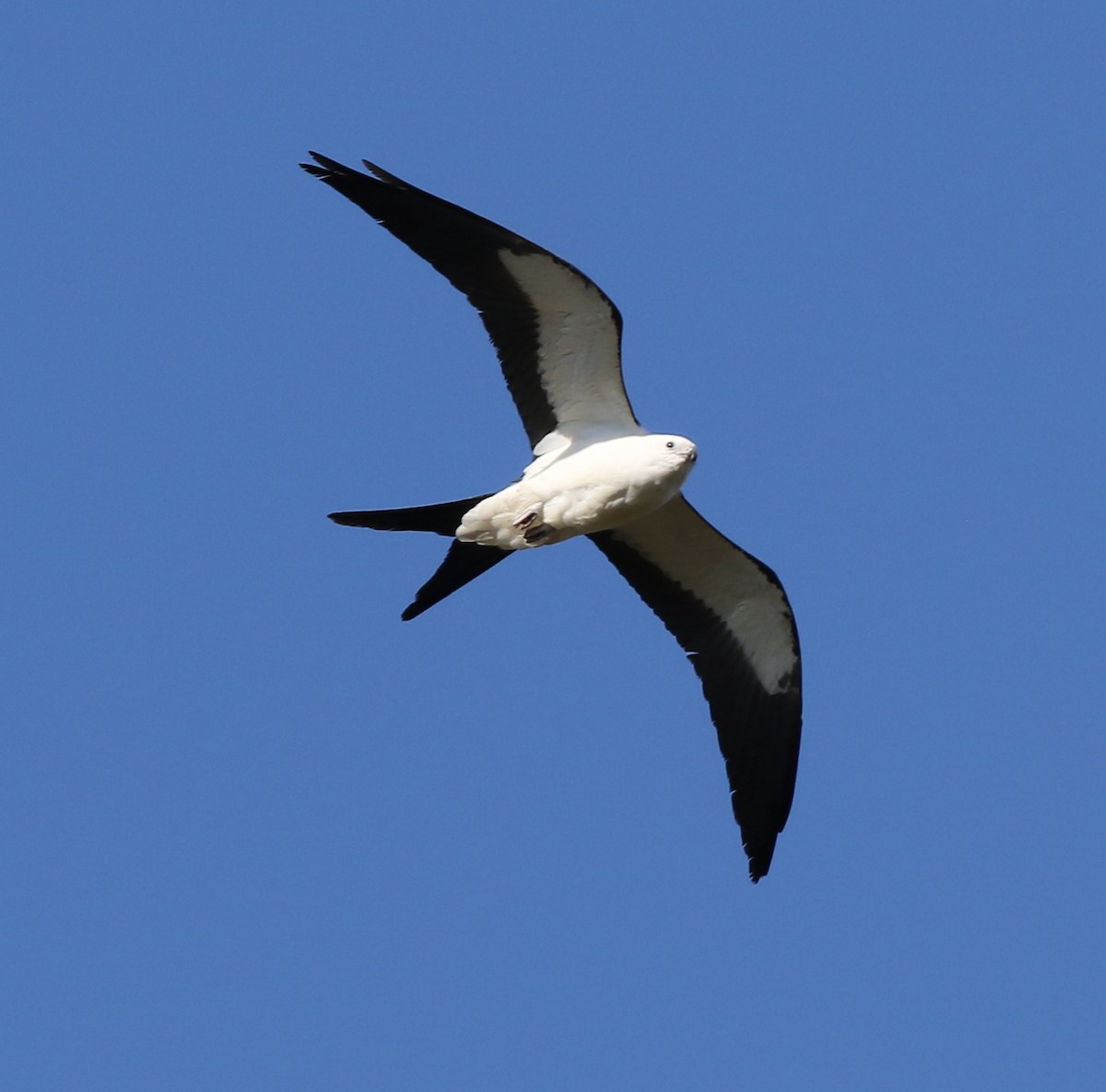 Swallow-tailed Kite - ML618576668