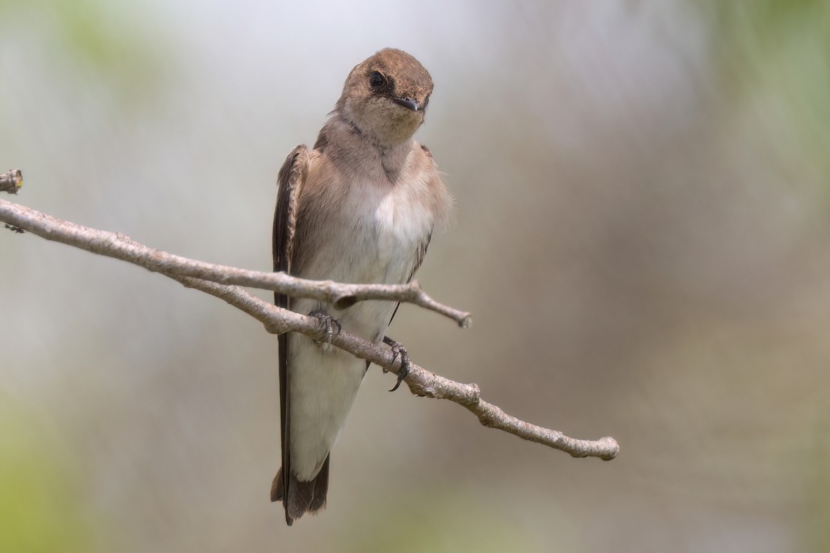 Northern Rough-winged Swallow - ML618576690