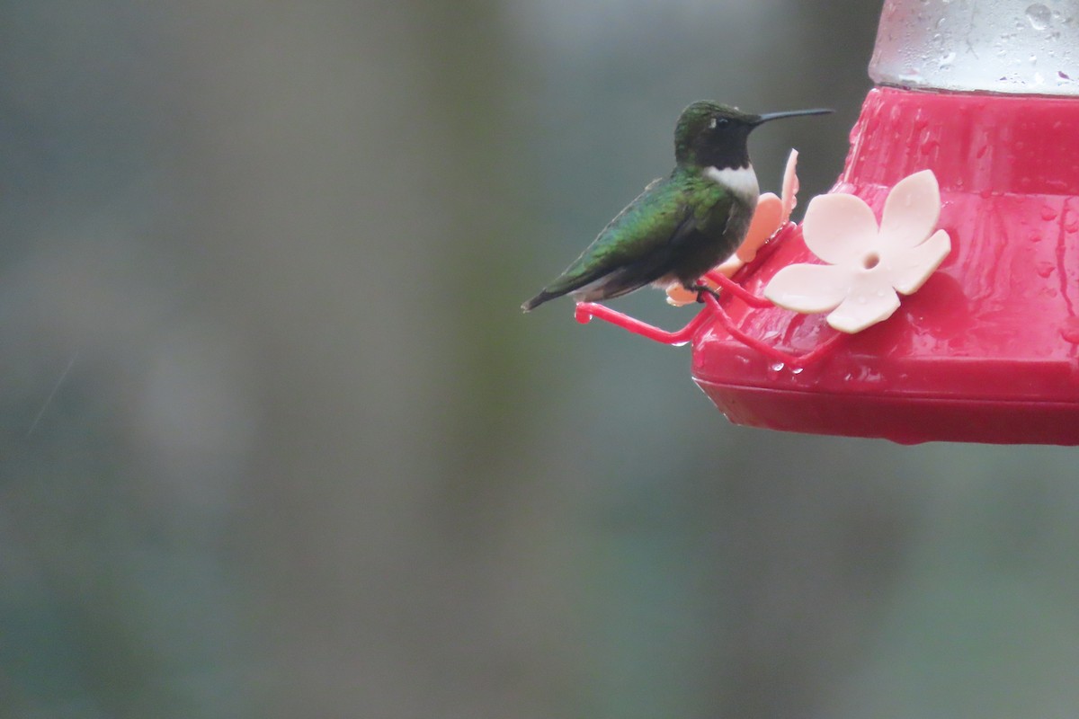 Ruby-throated Hummingbird - ML618576699
