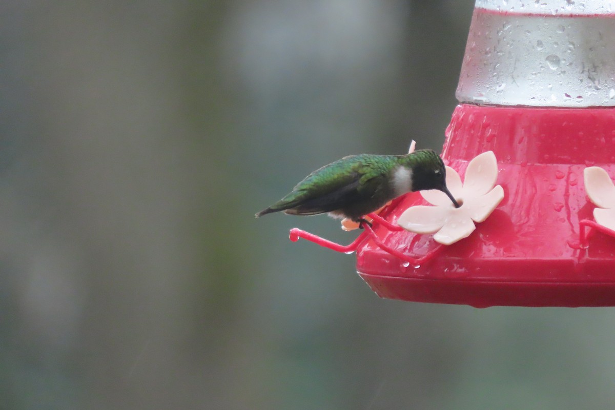 Ruby-throated Hummingbird - Mary Maertz