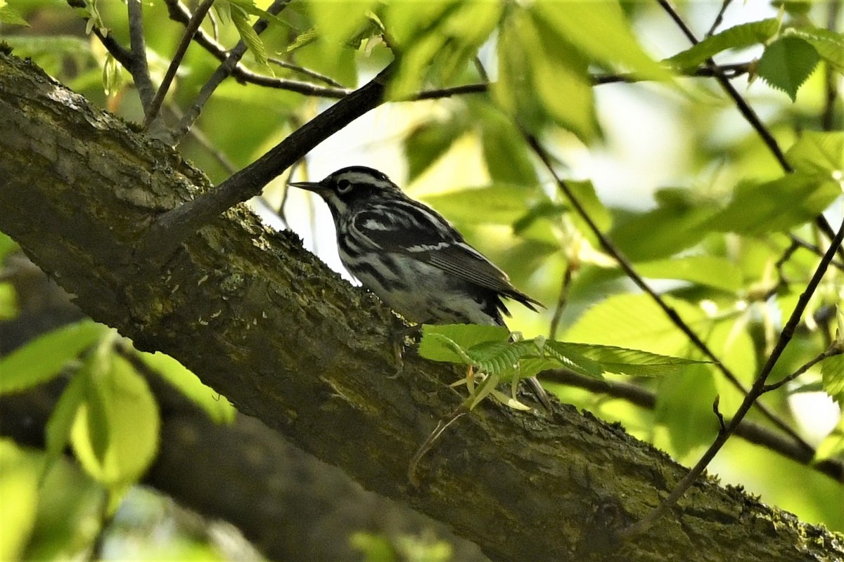 Black-and-white Warbler - ML618576704