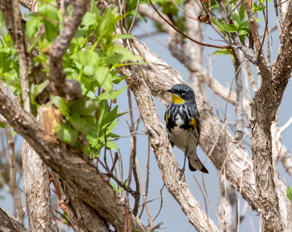 Yellow-rumped Warbler (Audubon's) - William Price