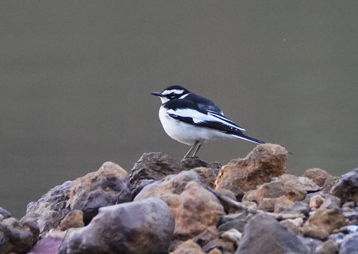 African Pied Wagtail - ML618576745