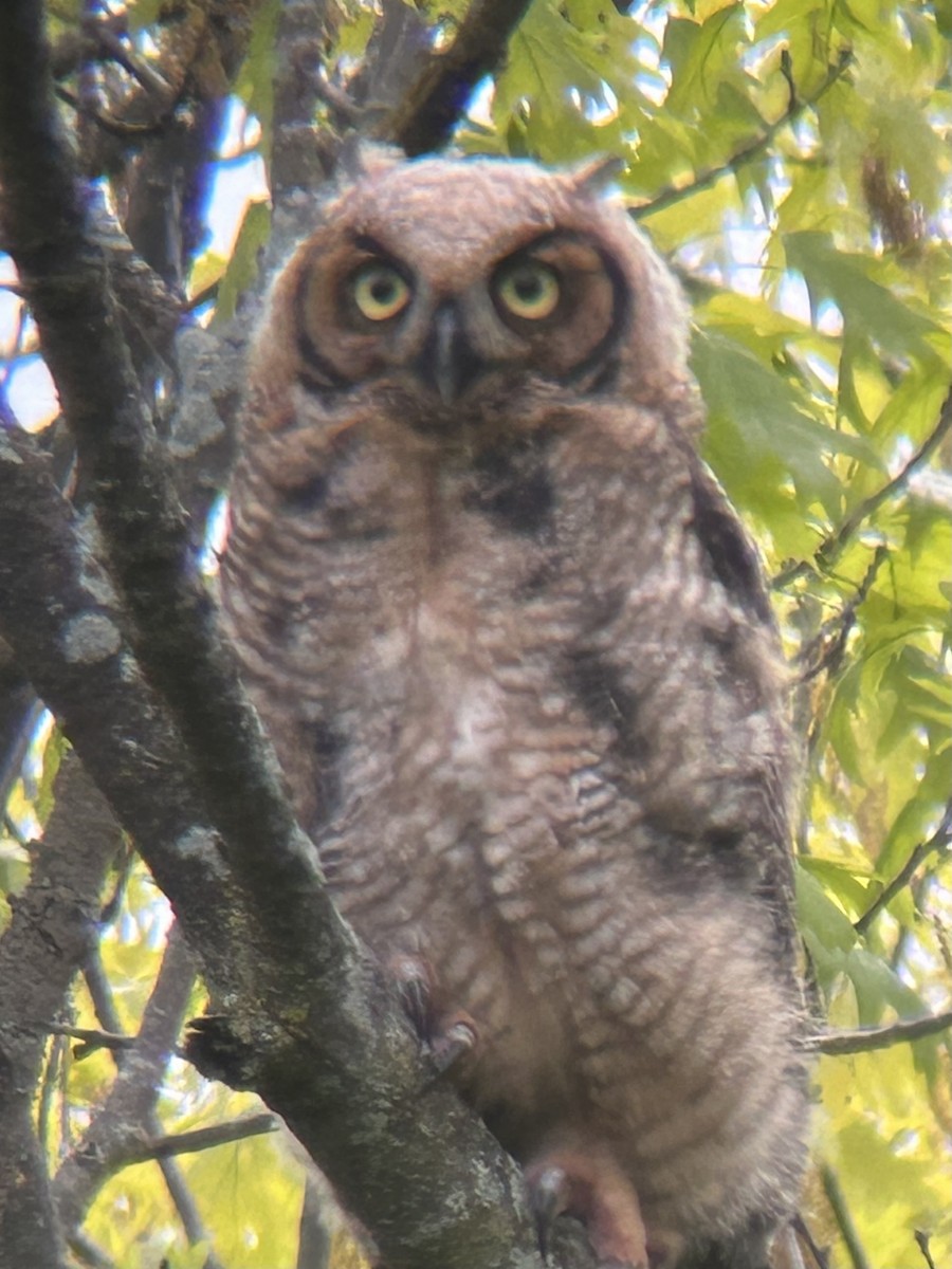 Great Horned Owl - ML618576754