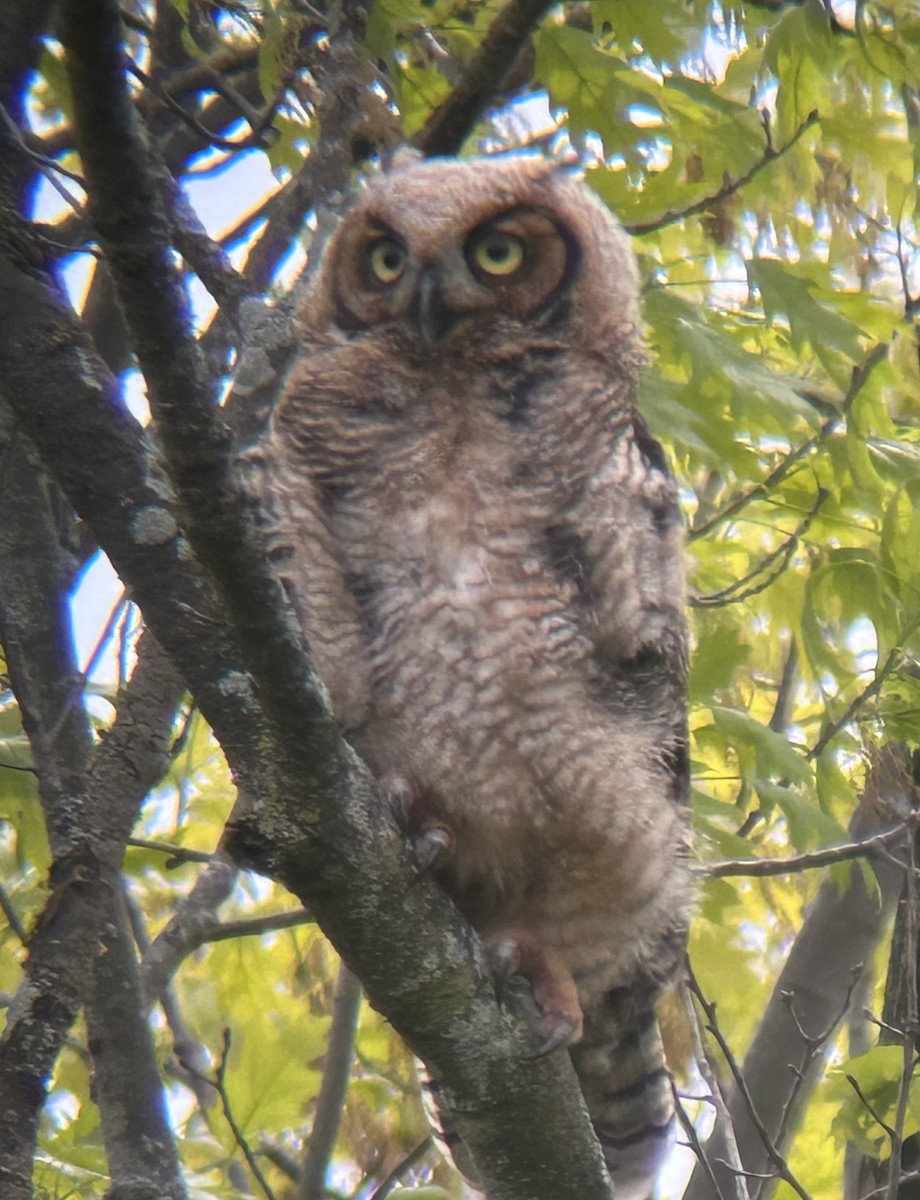 Great Horned Owl - ML618576755