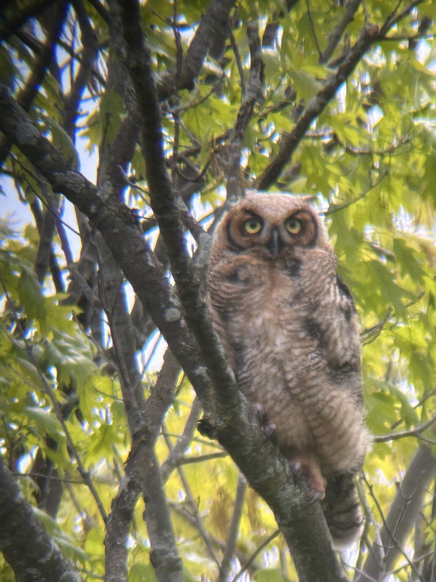 Great Horned Owl - ML618576756