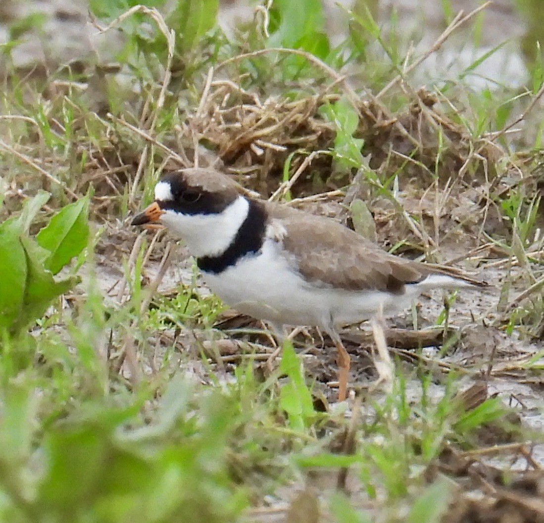 Semipalmated Plover - ML618576793