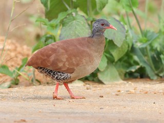  - Small-billed Tinamou