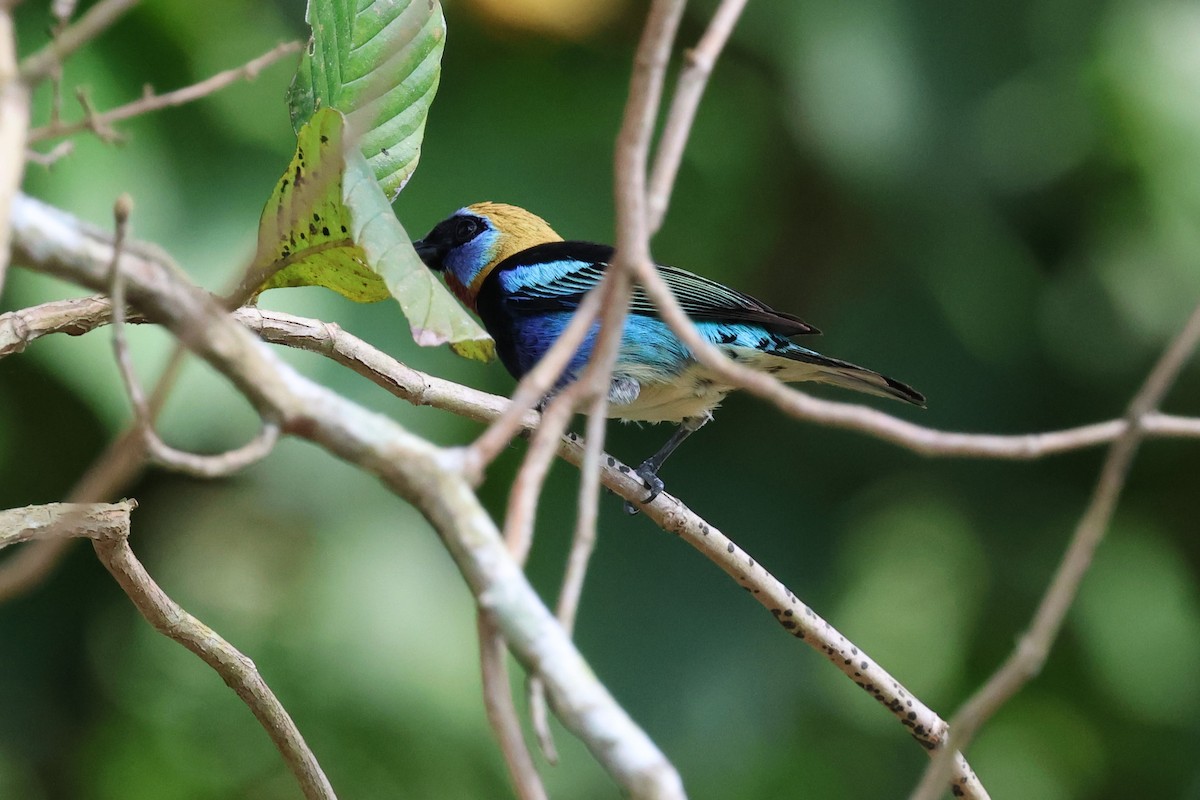 Golden-hooded Tanager - Andy Bridges