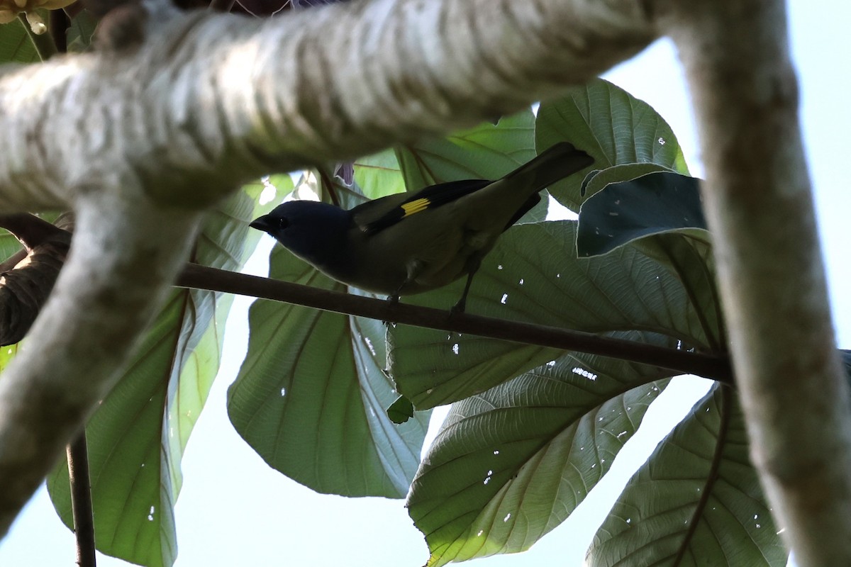 Yellow-winged Tanager - ML618576827