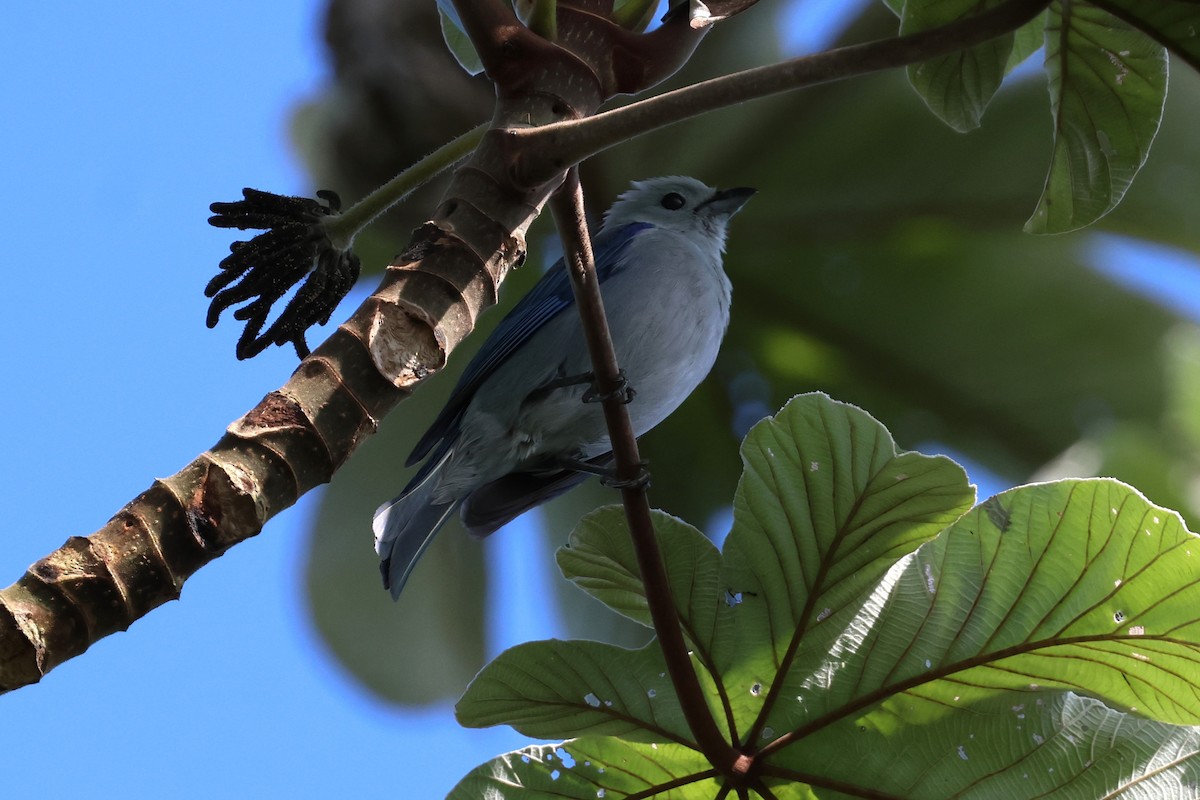 Blue-gray Tanager - ML618576838
