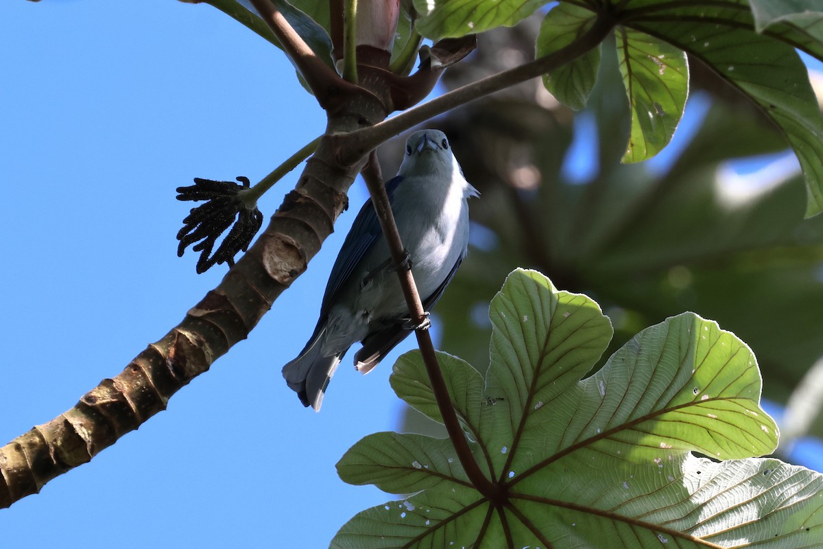 Blue-gray Tanager - ML618576839