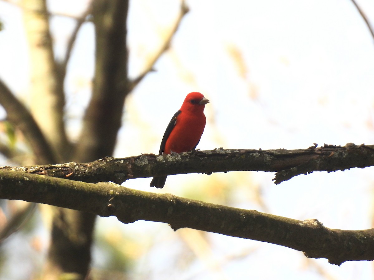 Scarlet Tanager - ML618576847