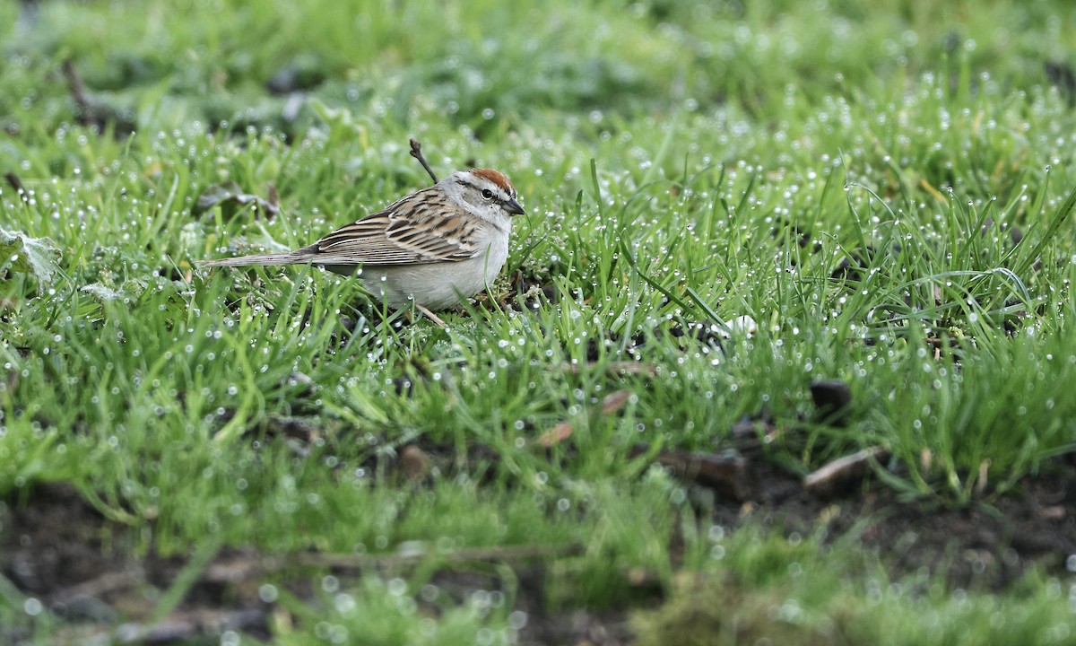 Chipping Sparrow - ML618576857