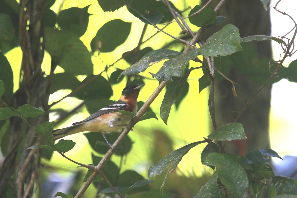 Bay-breasted Warbler - ML618576864