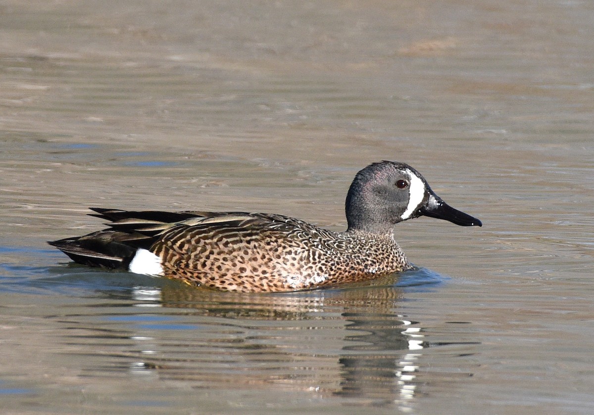 Blue-winged Teal - ML618576867