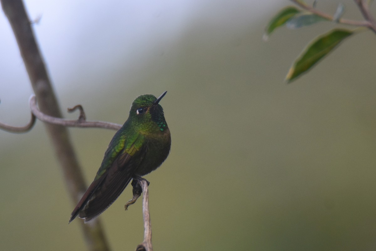 kolibřík dřišťálový (ssp. districta) - ML618576873