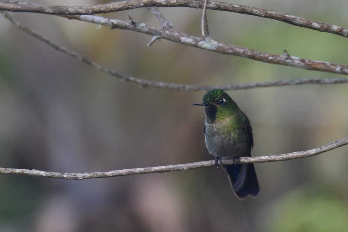 kolibřík dřišťálový (ssp. districta) - ML618576875