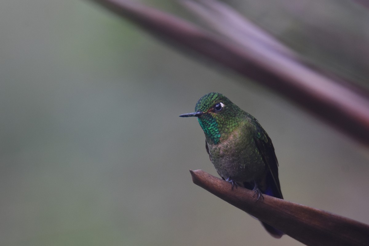 kolibřík dřišťálový (ssp. districta) - ML618576876