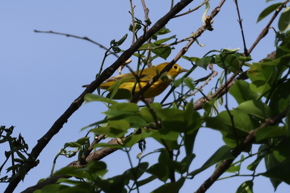 Yellow Warbler - Andy Bridges