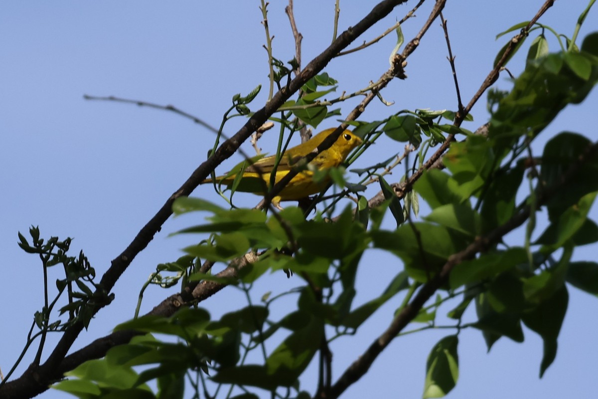 Yellow Warbler - ML618576898