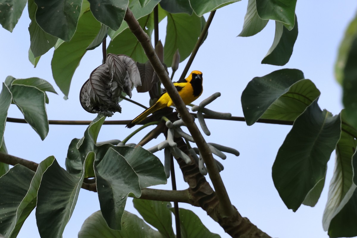 Yellow-tailed Oriole - ML618576916