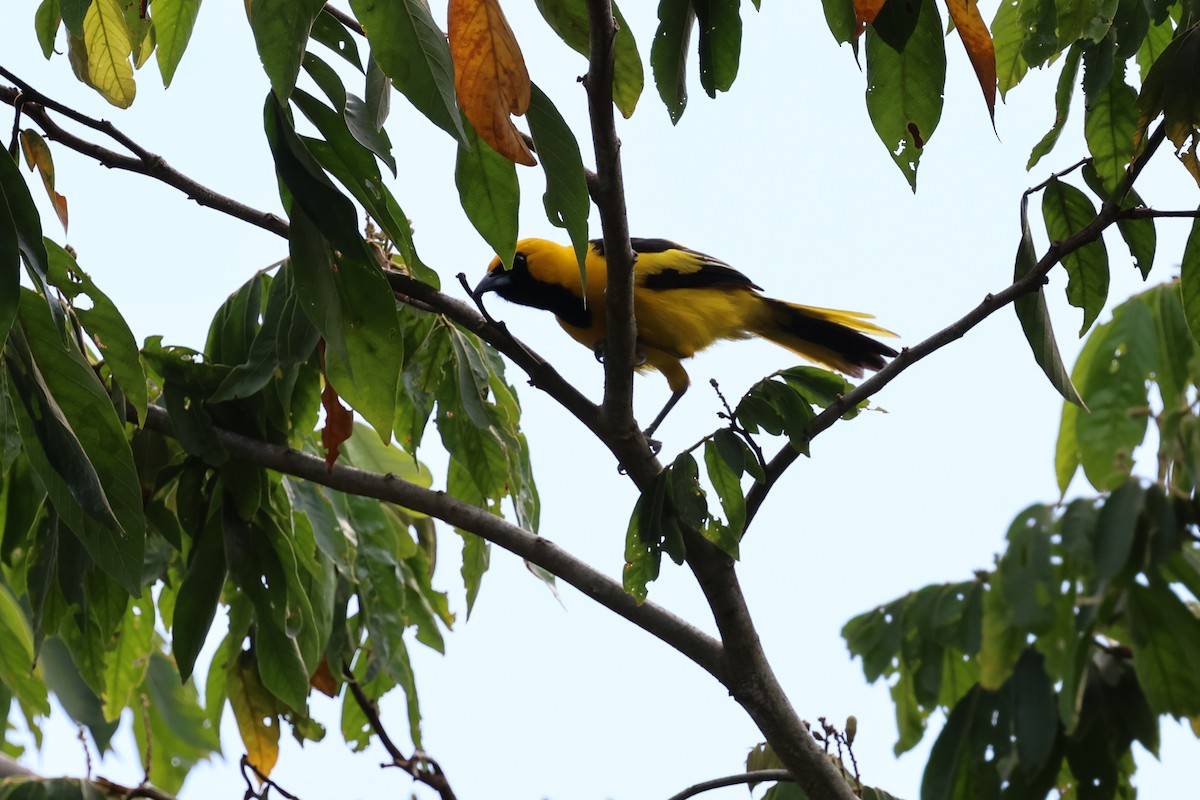 Yellow-tailed Oriole - ML618576917
