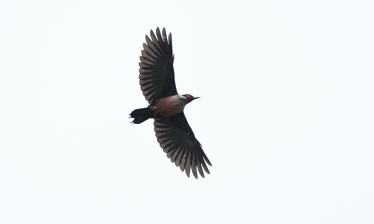 Lewis's Woodpecker - ML618576918