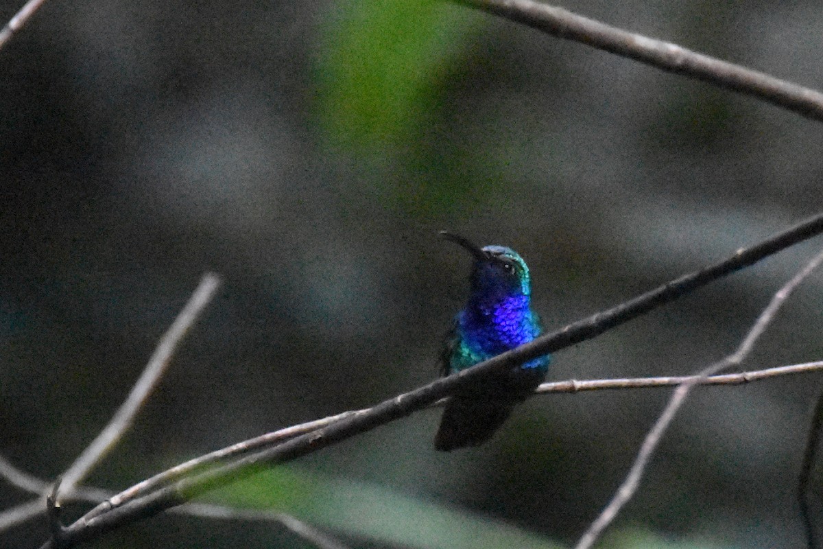 kolibřík azurovoprsý - ML618576927