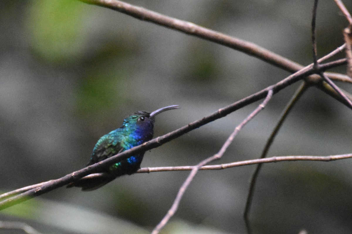 kolibřík azurovoprsý - ML618576928