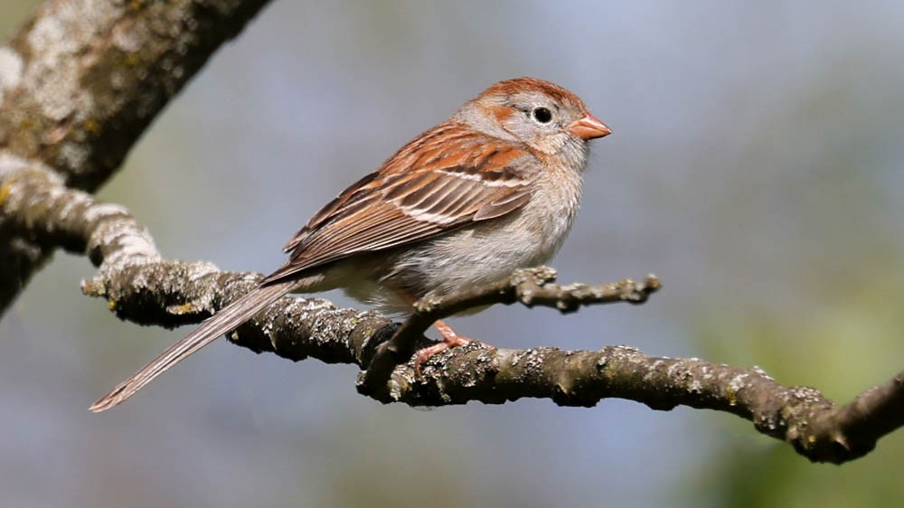 Field Sparrow - John Cassady