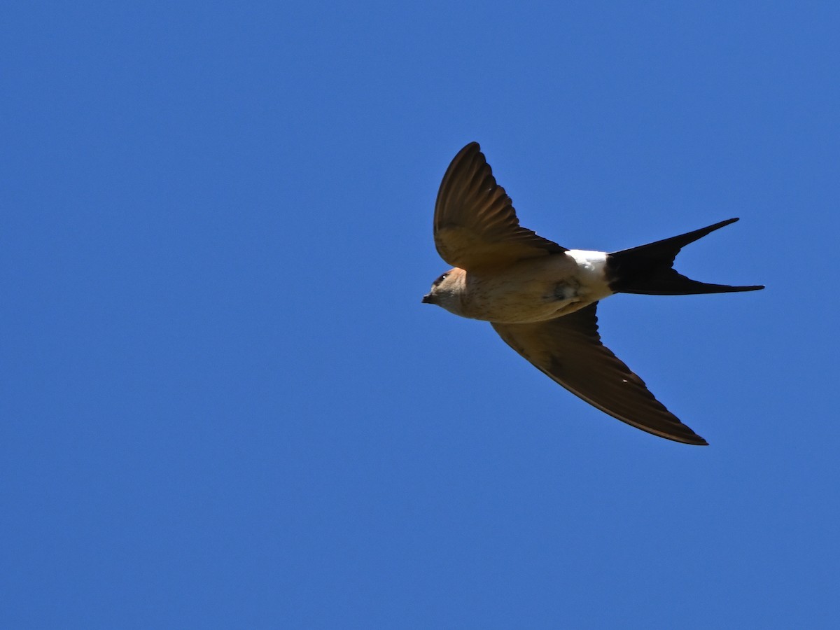 Red-rumped Swallow - ML618576948