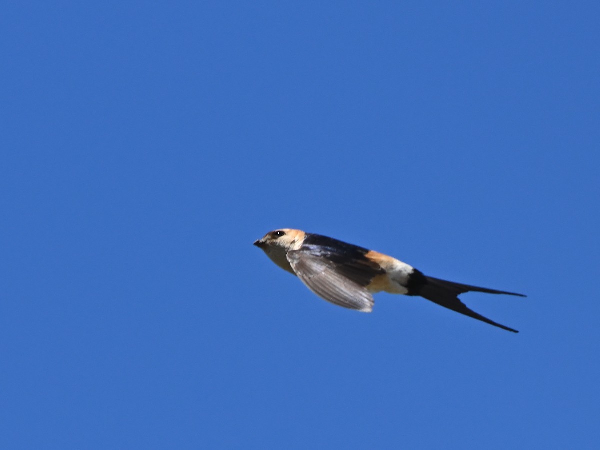 Red-rumped Swallow - ML618576949