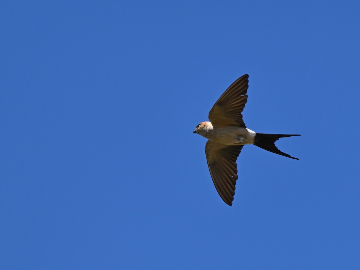 Red-rumped Swallow - ML618576950