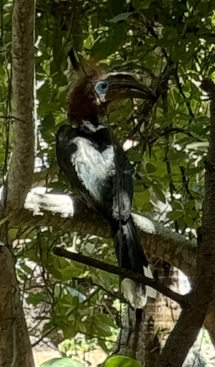 Black-casqued Hornbill - ML618576952