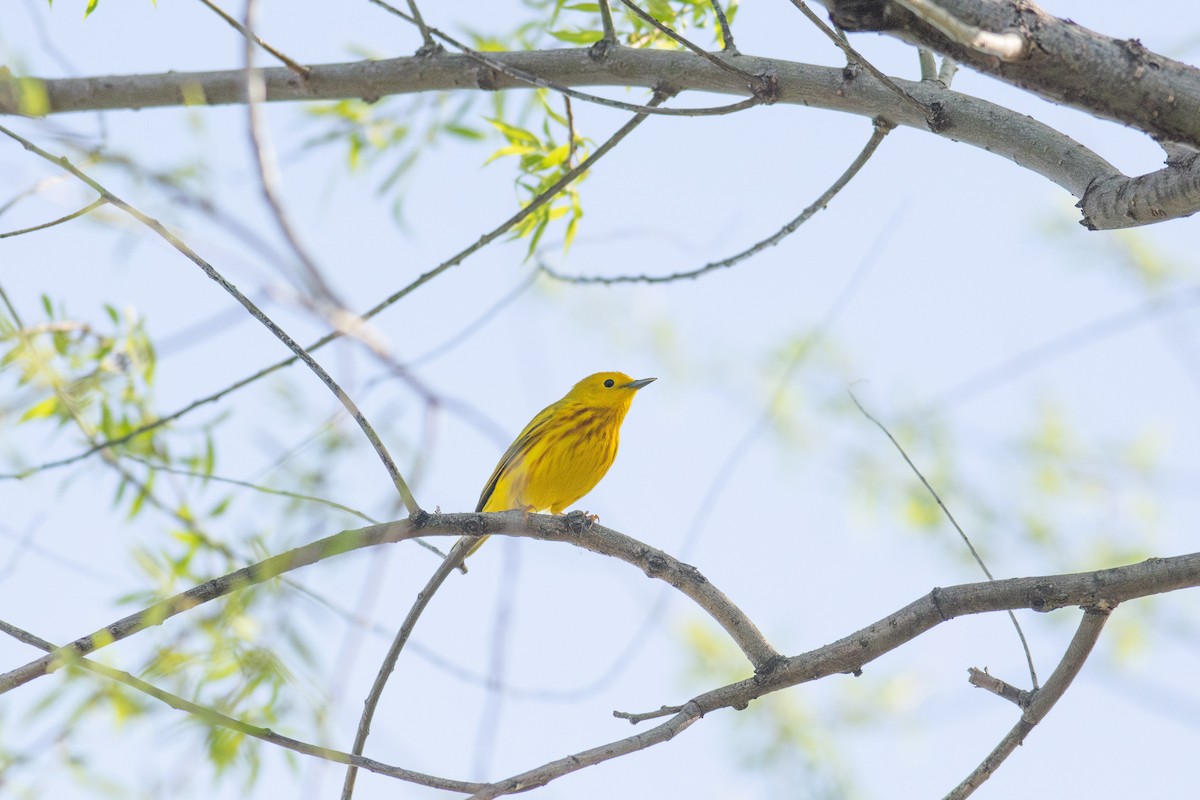 Yellow Warbler (Northern) - ML618576975