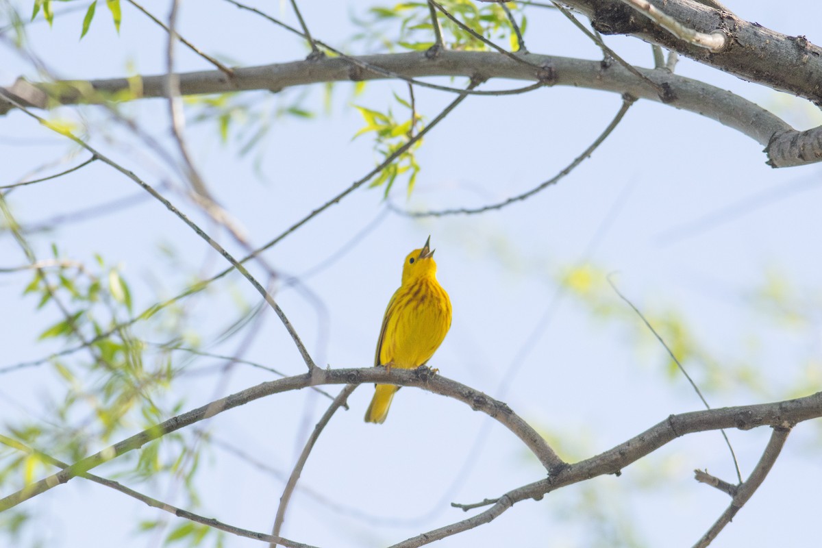 Yellow Warbler (Northern) - ML618576981