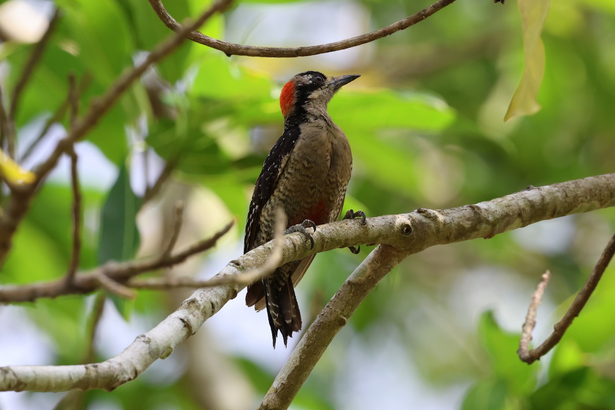Black-cheeked Woodpecker - Andy Bridges