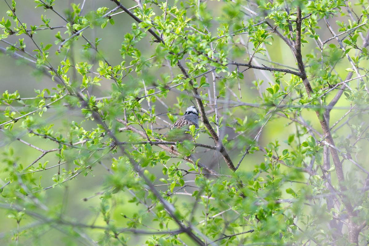 White-crowned Sparrow (leucophrys) - ML618576995