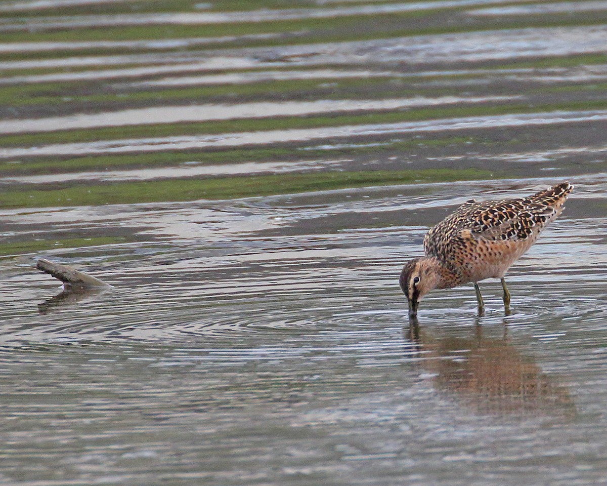 Long-billed Dowitcher - ML618577003