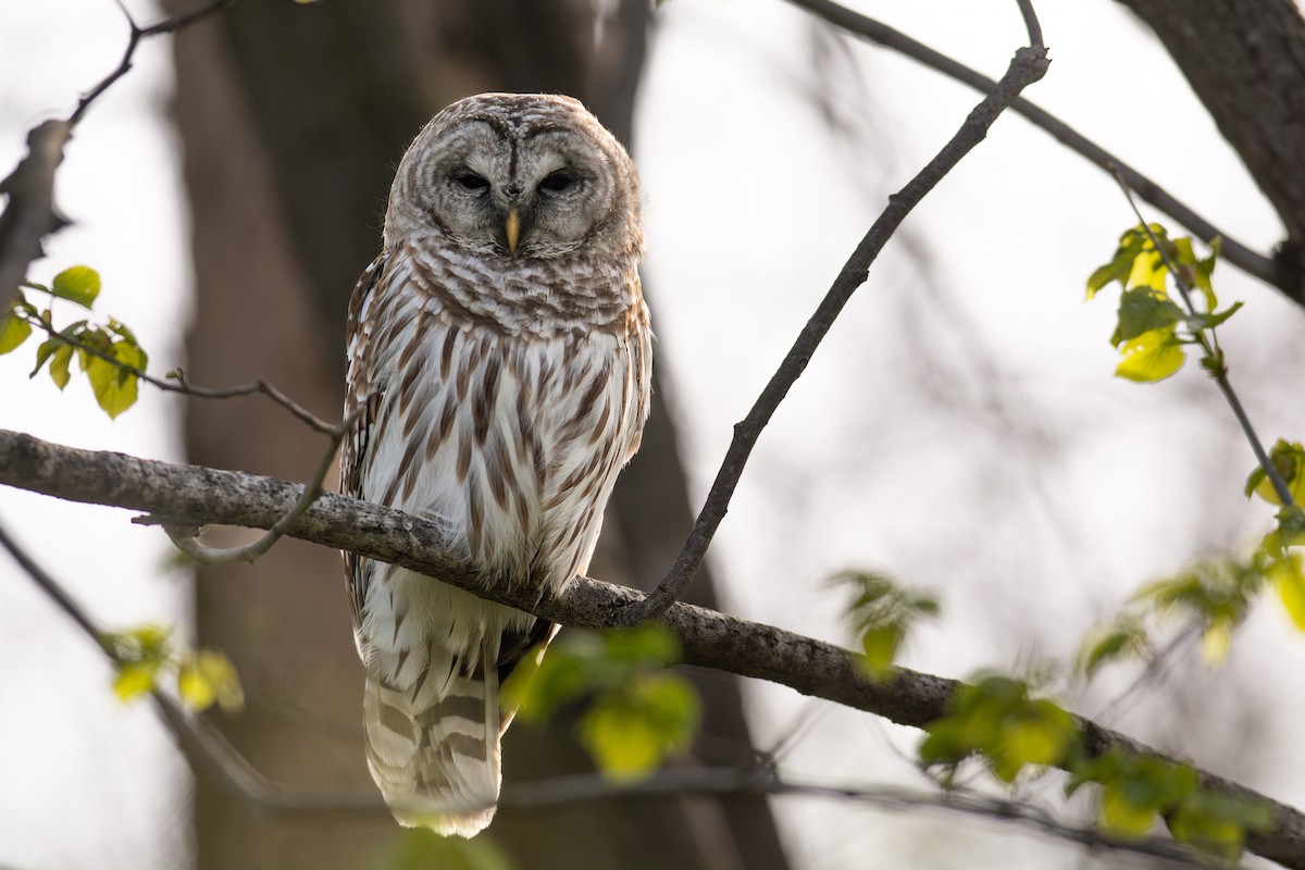 Barred Owl - Peter Mundale