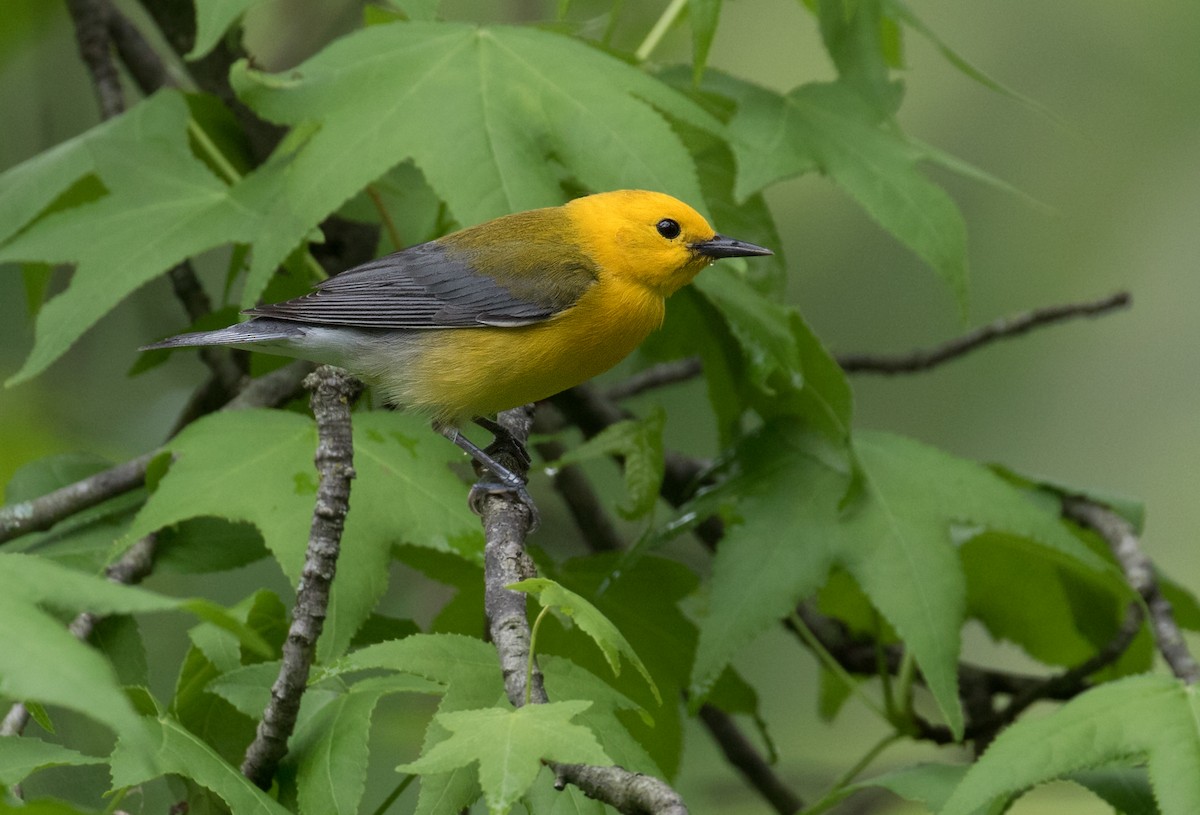 Prothonotary Warbler - ML618577046