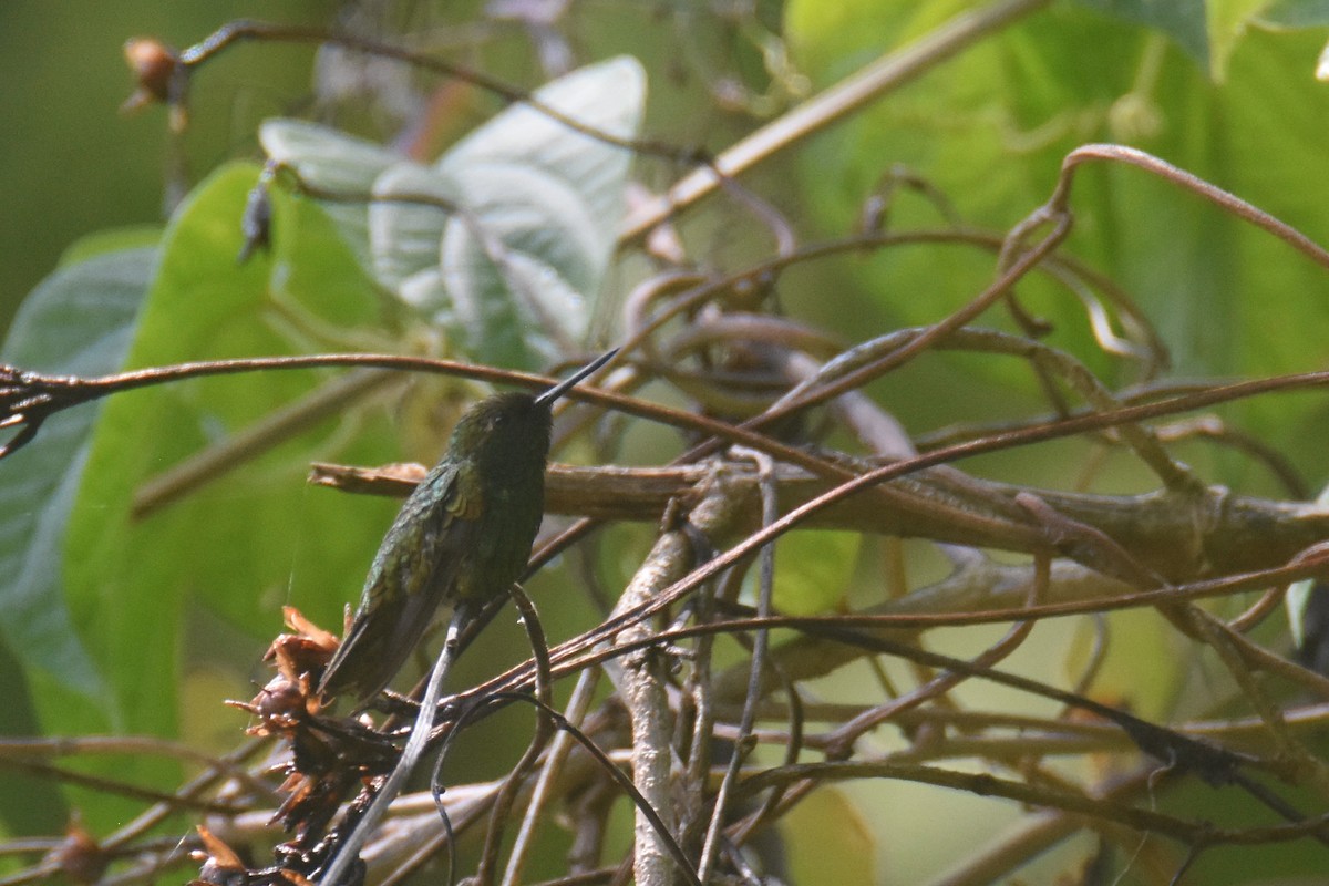 kolibřík dřišťálový (ssp. districta) - ML618577082
