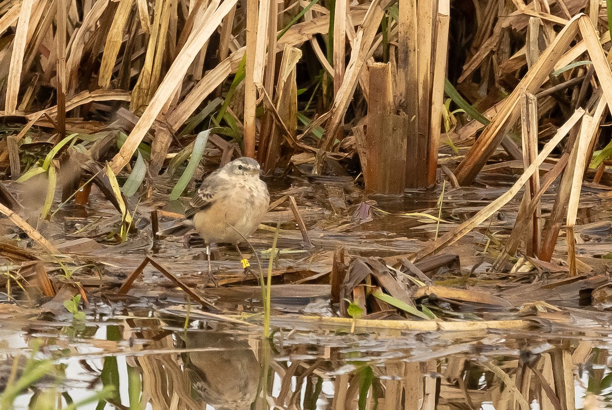 Water Pipit - ML618577106