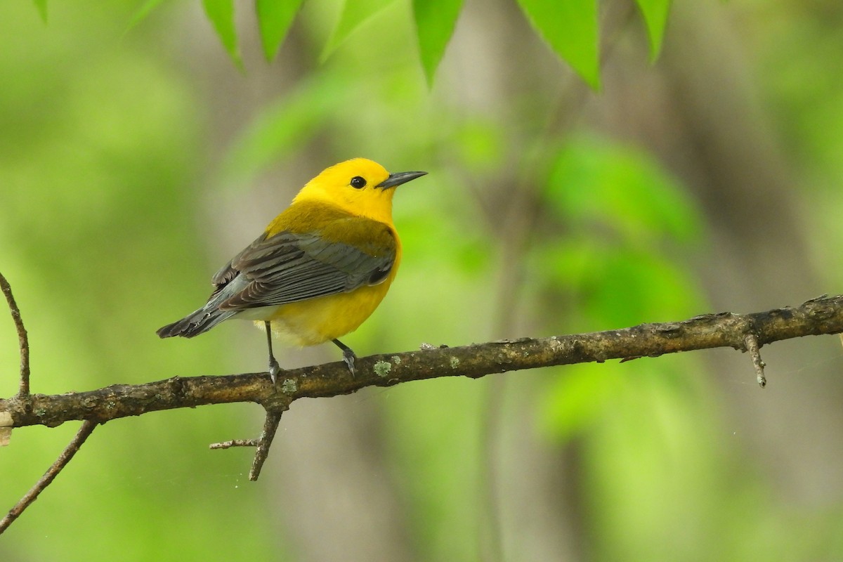 Prothonotary Warbler - ML618577178