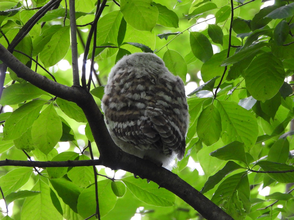 Barred Owl - Pete Huffer