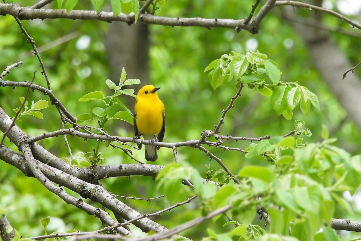 Prothonotary Warbler - ML618577208