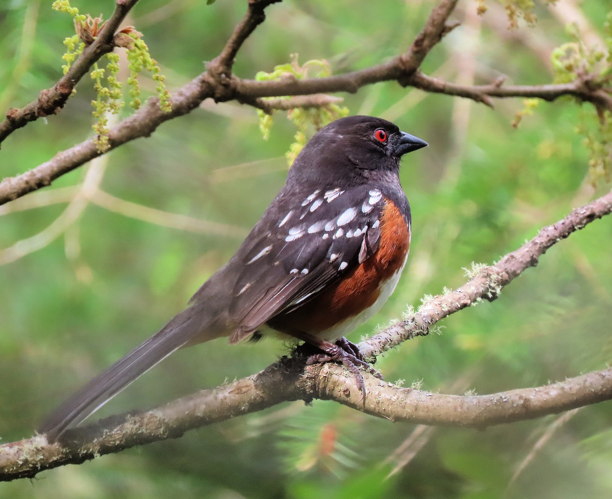 Spotted Towhee - ML618577237